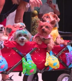 4 kleine Hunde sitzen mit bunten Verkleidungen in einem Bollerwagen. 
