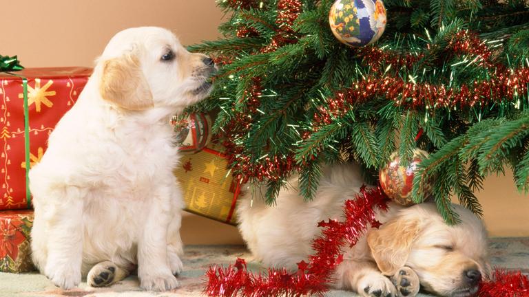 Zwei jungen Golden Retriever Hunde unter einem Weihnachtsbaum.