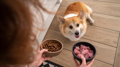 Eine Frau gibt ihrem Welsh Corgi in der Küche Huhn und Hundefutter