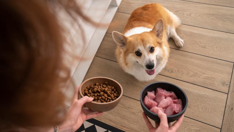 Eine Frau gibt ihrem Welsh Corgi in der Küche Huhn und Hundefutter