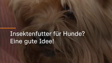 Hundefutter aus Insekten 