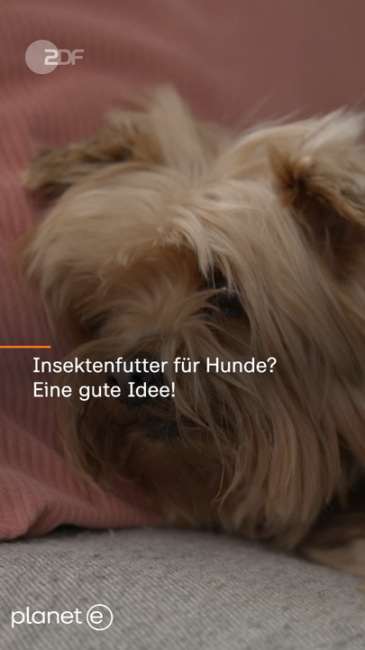 Allergie gegen Hundefutter: Wie man sie erkennt und behandelt