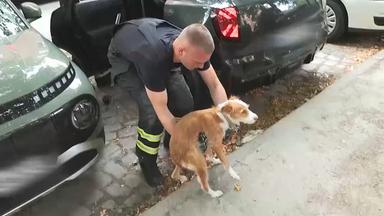 Ein Hund wird von einer Einsatzkraft aus einem Auto getragen.