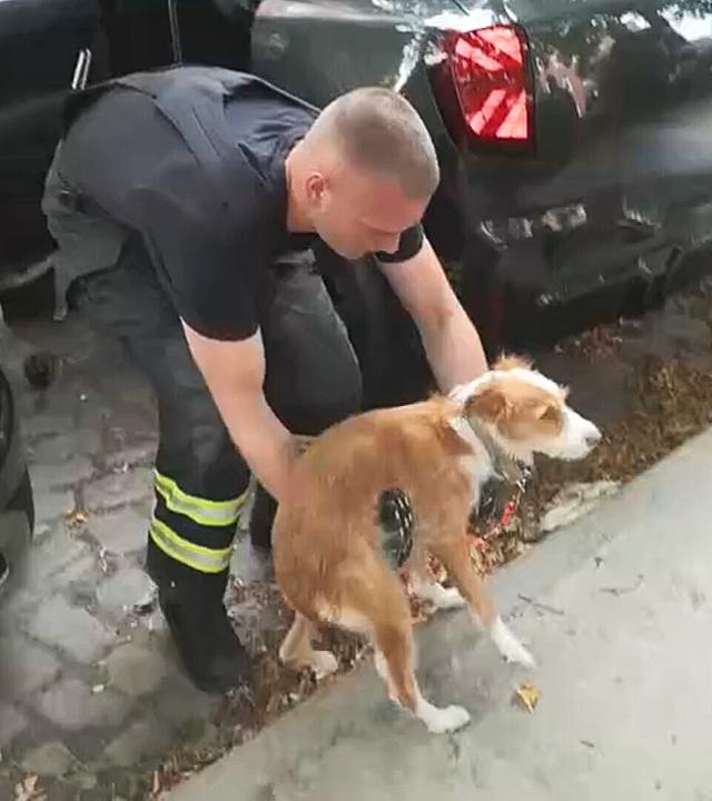 Ein Hund wird von einer Einsatzkraft aus einem Auto getragen.