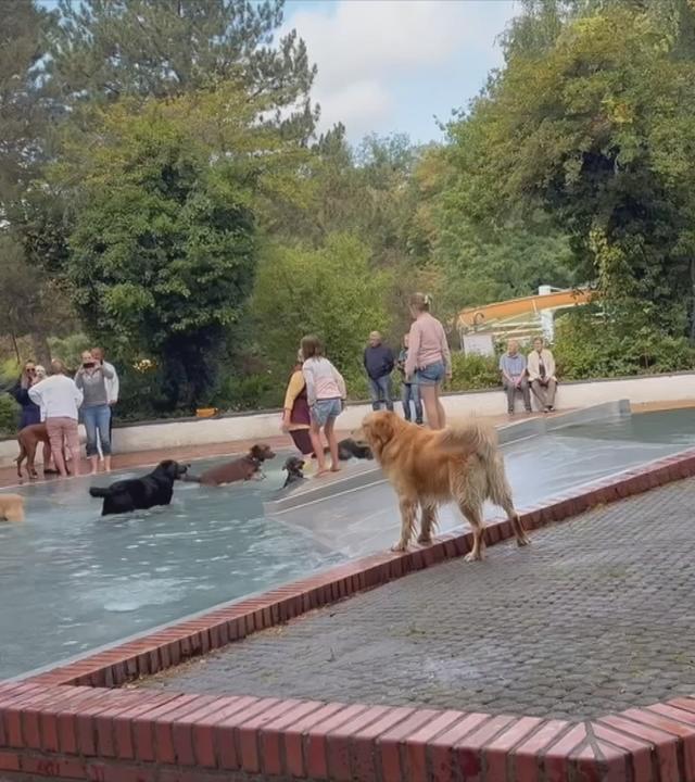 Hundeschwimmen