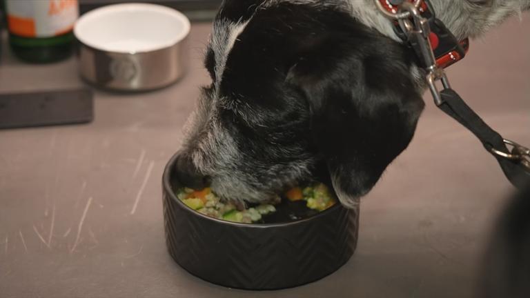 Hundesrestaurant in Rom