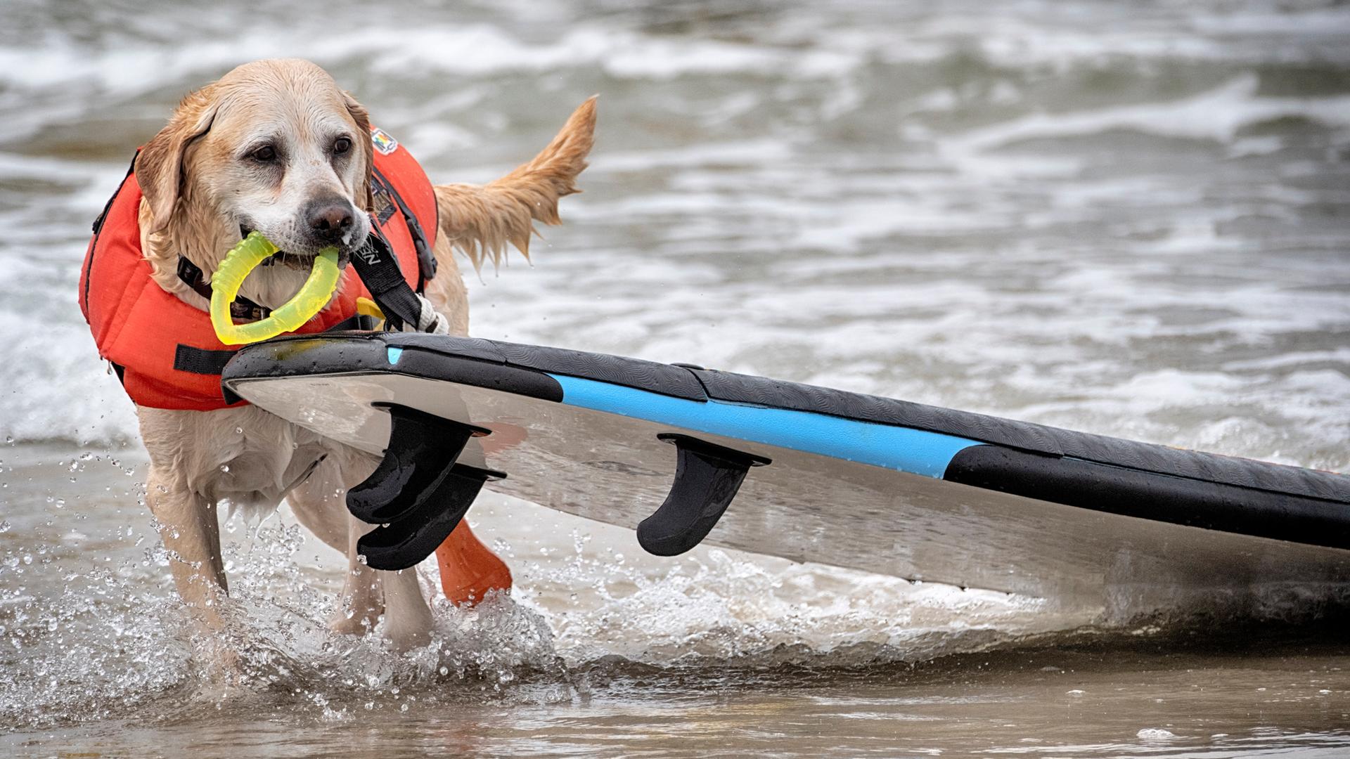 Labrador Retriever Charlie zieht sein Surfbrett, nachdem er am jährlichen regionalen Surfwettbewerb "Incredible Dog Challenge" am 20.06.2025 in Huntington Beach, Kalifornien, teilgenommen hat.