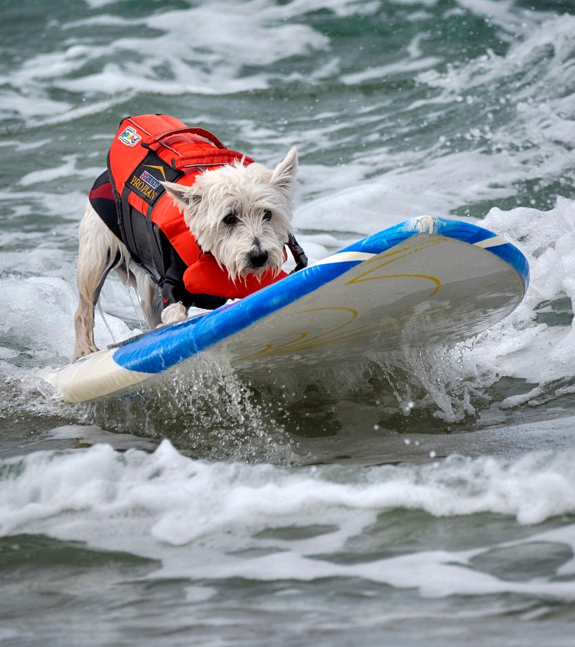 Petey, ein West Highland White Terrier, reitet auf einer Welle während der 28. Auflage der "Purina Pro Plan Incredible Dog Challenge" am 20.06.2025 in Huntington Beach, Kalifornien.