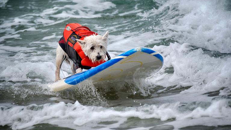 Petey, ein West Highland White Terrier, reitet auf einer Welle während der 28. Auflage der "Purina Pro Plan Incredible Dog Challenge" am 20.06.2025 in Huntington Beach, Kalifornien.