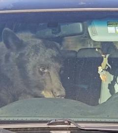 Hungry Rockies Bears im Auto