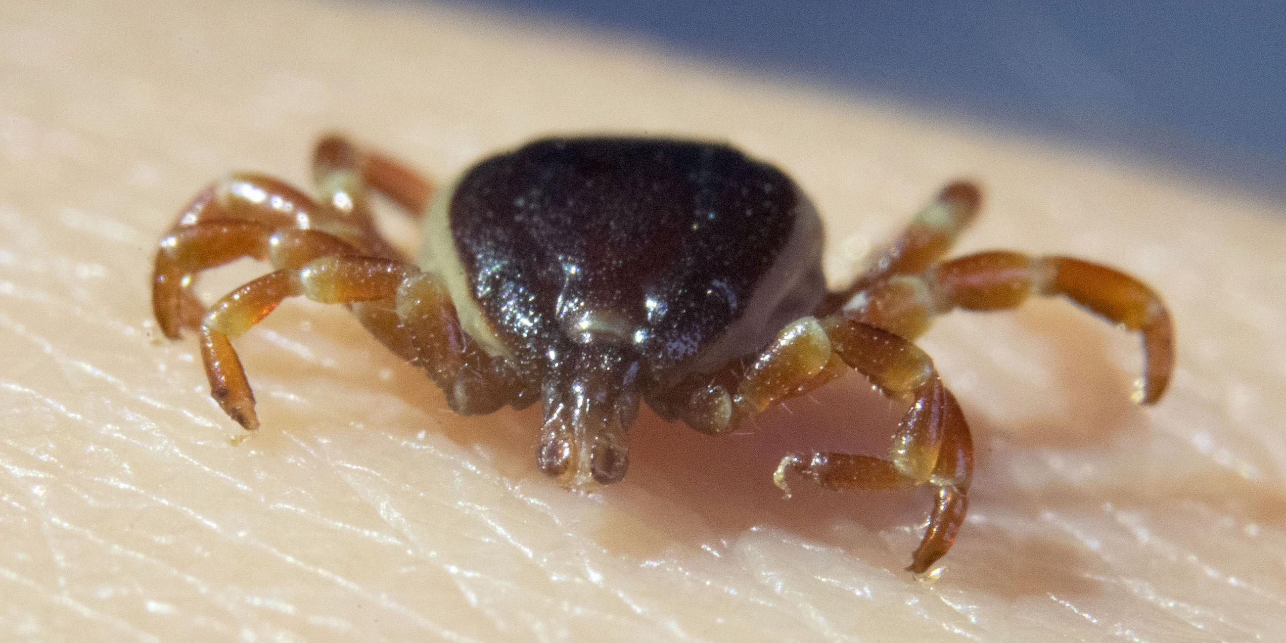 Eine Hyalomma-Zecke krabbelt auf Haut.