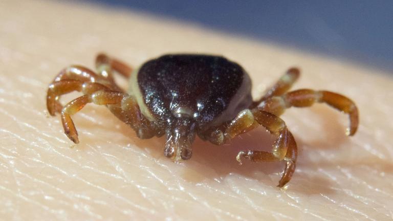 Eine Hyalomma-Zecke krabbelt auf Haut.