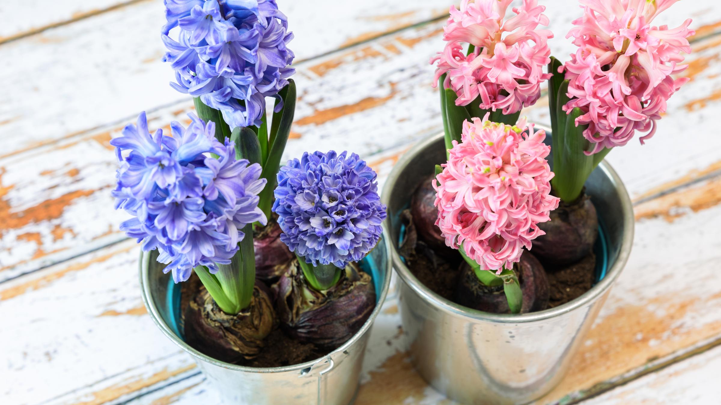Eine blaue und eine pinke Hyazinthe in einem Topf.