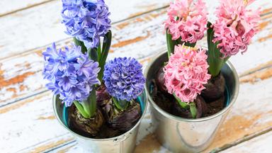 Erste Frühlingsboten mit Blumenzwiebeln ins Haus holen
