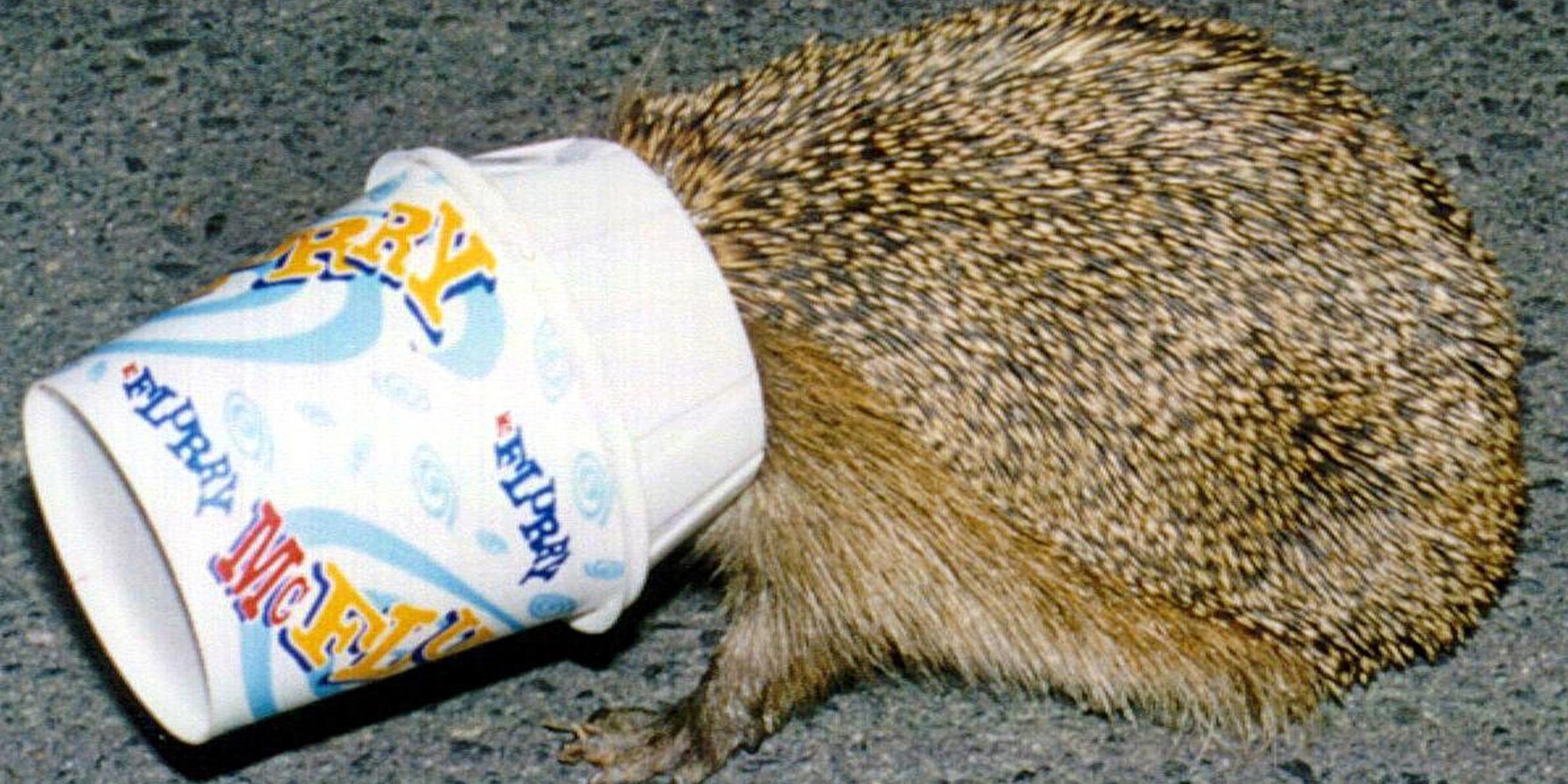 Igel mit Schnauze in einem Plastikbecher