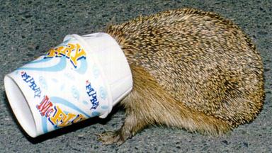 Igel mit Schnauze in einem Plastikbecher