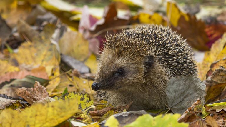Igel im Laub