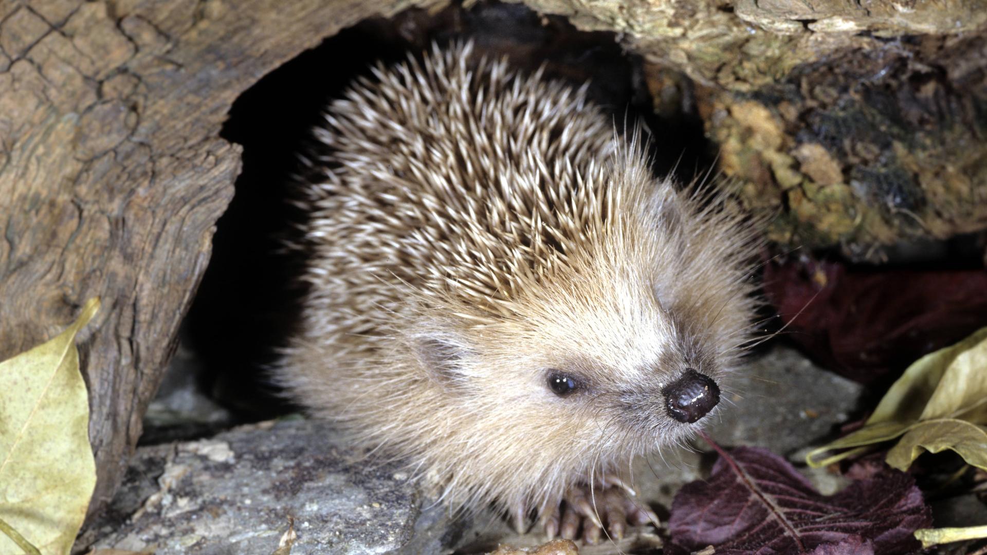 Igel in einer Baumhöhle
