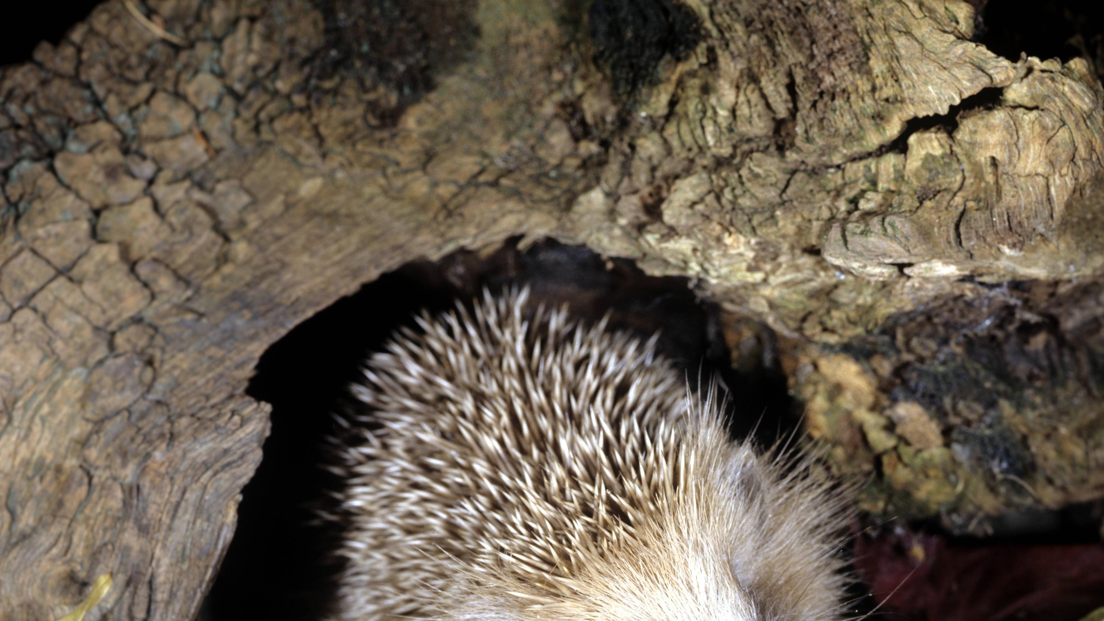 Igel in einer Baumhöhle