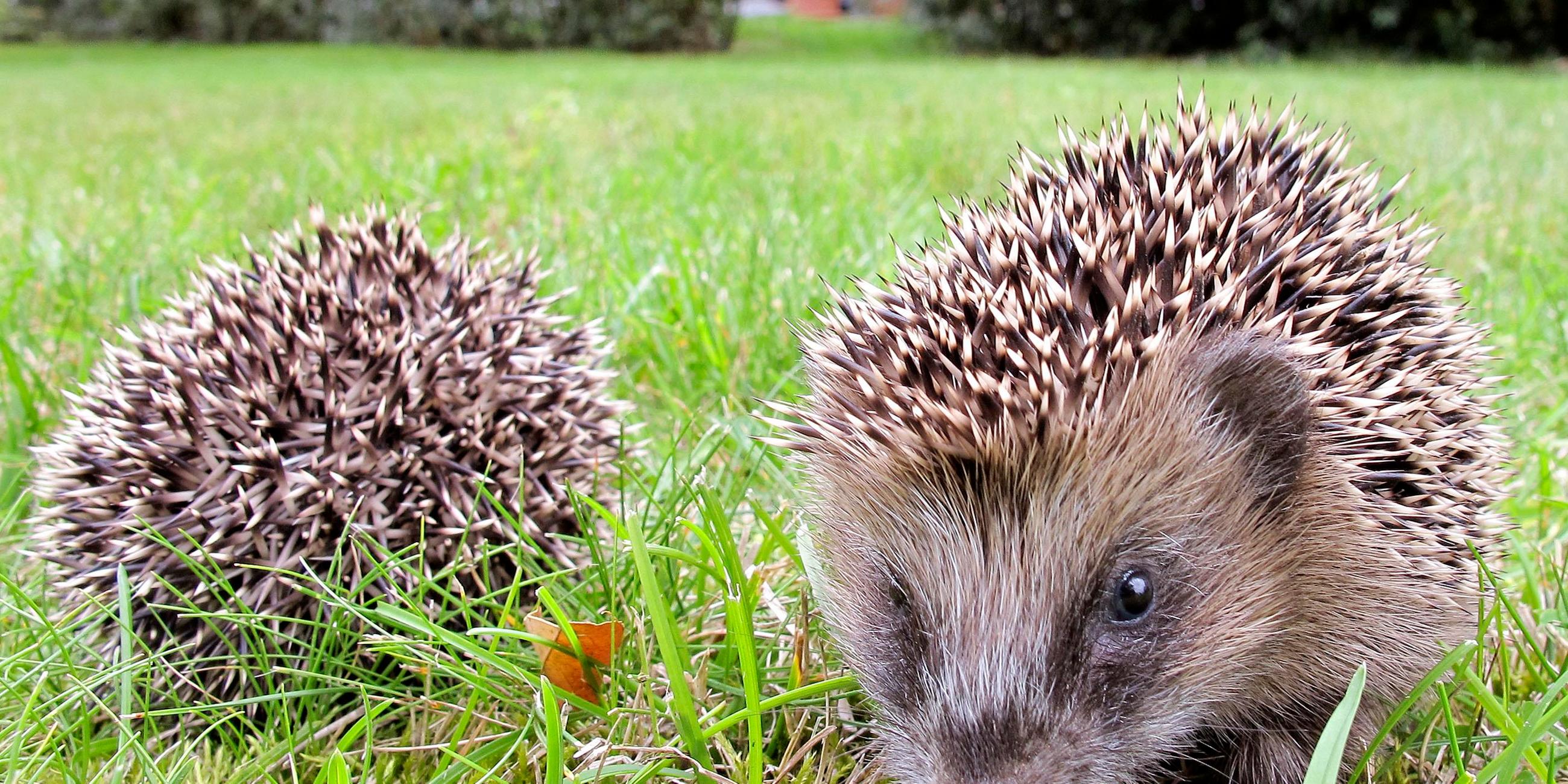 Kleine Igel