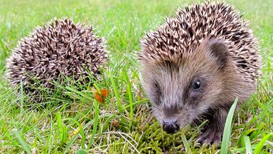 Kleine Igel