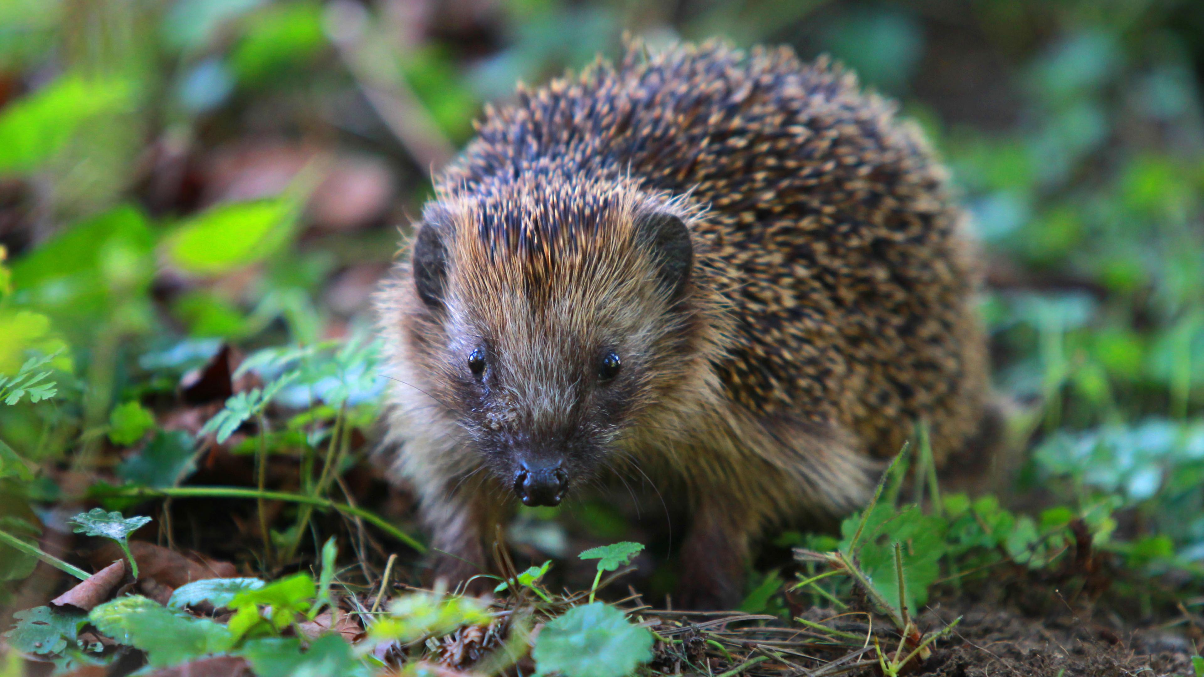 Igel auf Nahrungssuche
