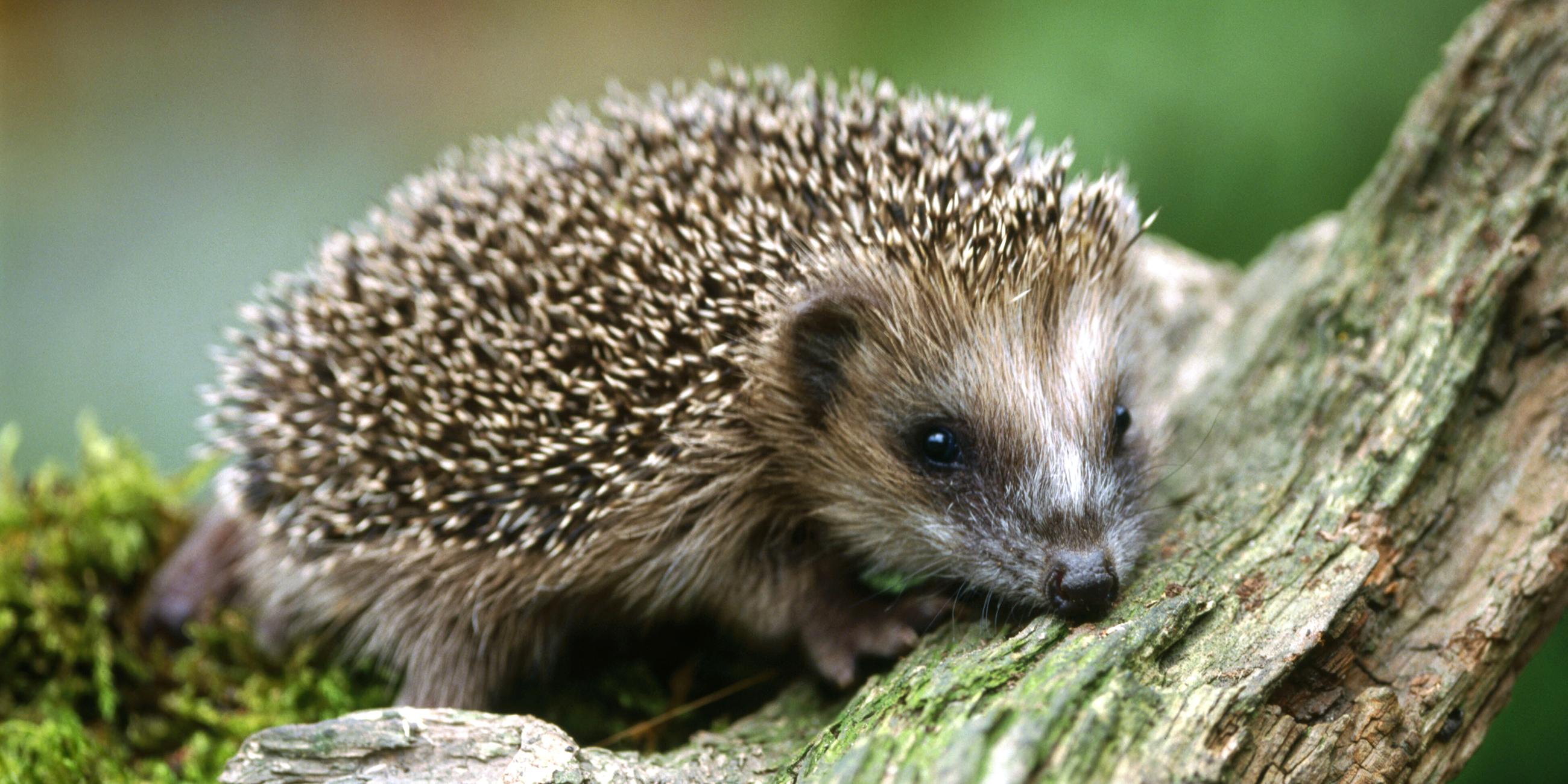 Kleiner Igel auf dem Waldboden