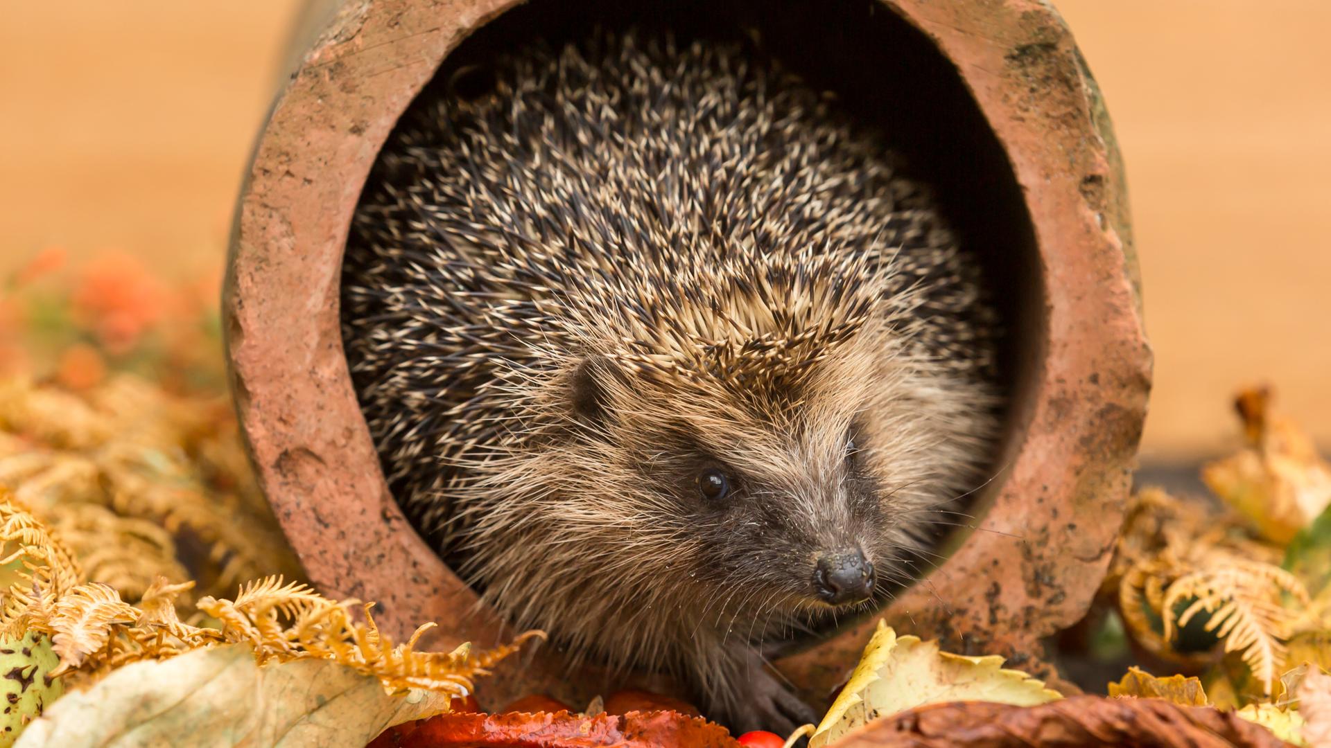 Ein Igel krabbelt über Herbstlaub: Viele Tiere konnten sich durch den trockenen Sommer nicht genug Winterreserven anfressen. 