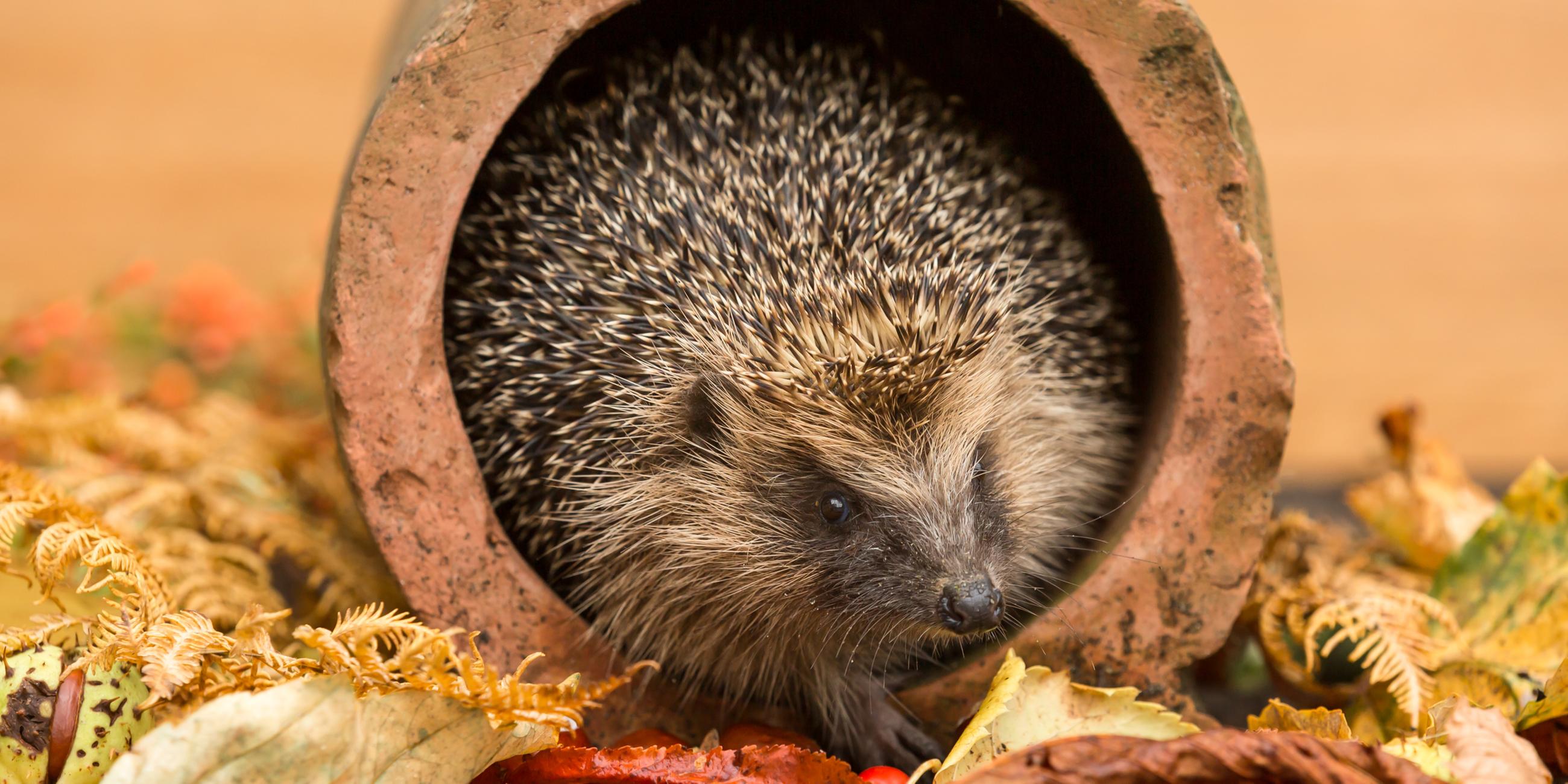 Ein Igel krabbelt über Herbstlaub: Viele Tiere konnten sich durch den trockenen Sommer nicht genug Winterreserven anfressen. 