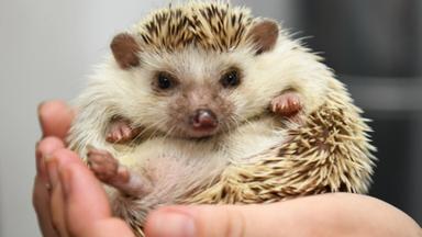 Igel
