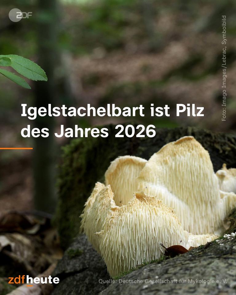 Igelstachelbart ist Pilz des Jahres 2025