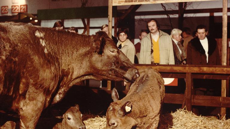 IGW 1982 Tierhalle