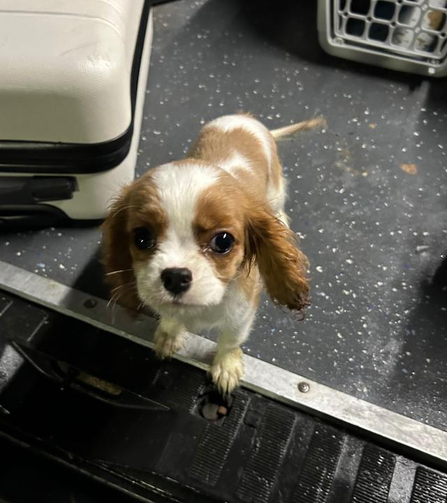 Hundewelpe