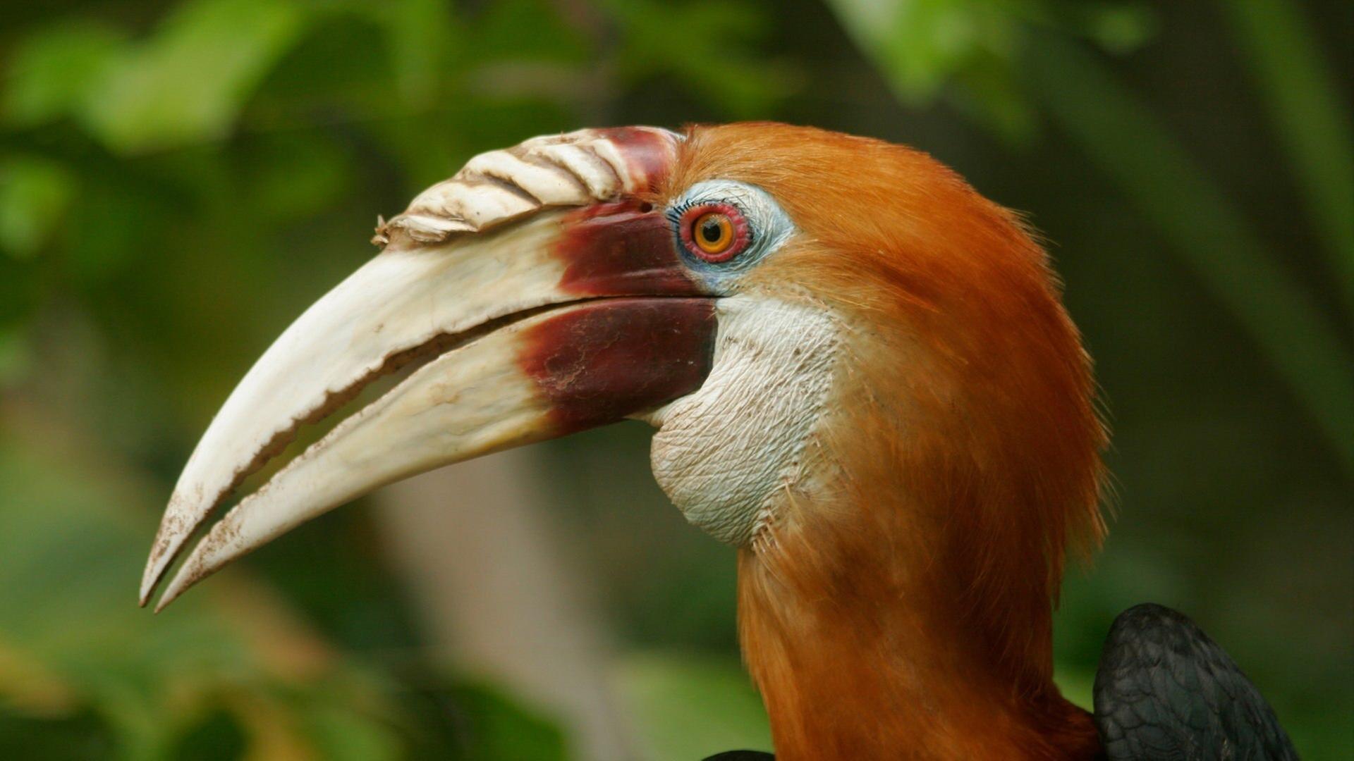 Expedition Neuguinea - Pythons und Paradiesvögel