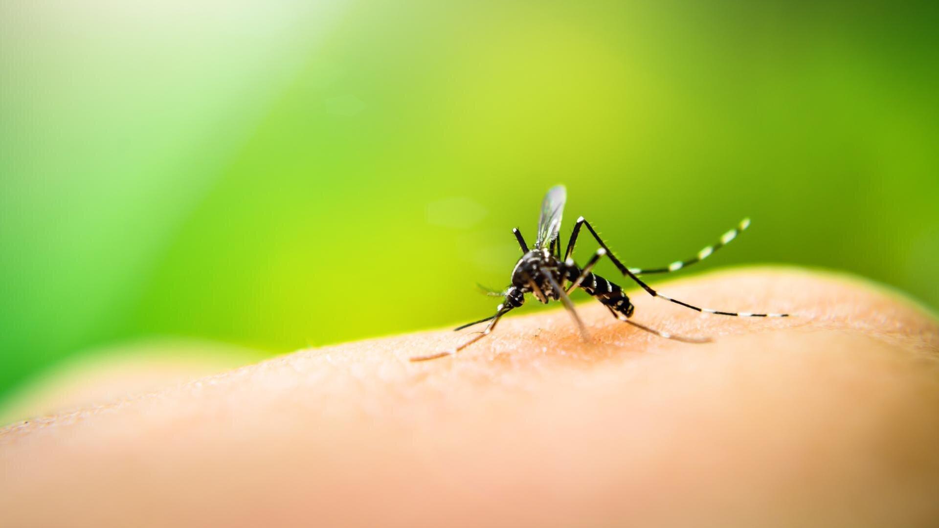 Tigermücke und Riesenzecke · Wie gefährlich sind Invasive Insektenarten?