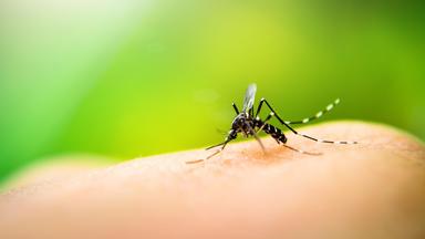 Tigermücke und Riesenzecke · Wie gefährlich sind Invasive Insektenarten?