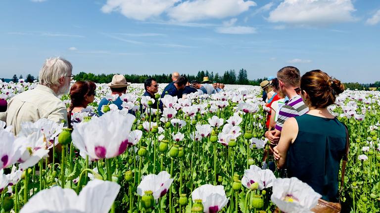 Re: Zwei Mohnbauern gegen einen Käfer