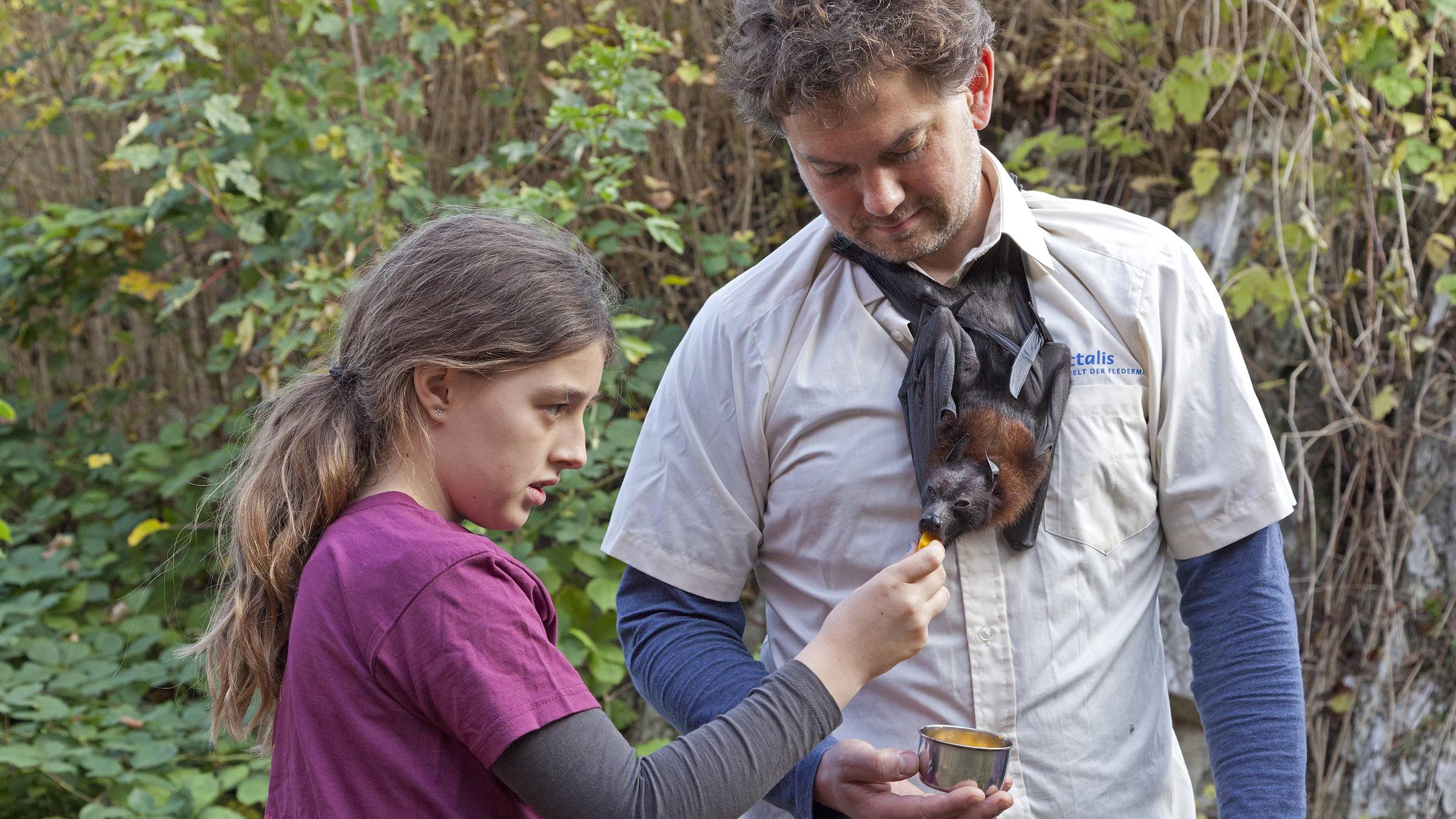 Flughund Pteropodidae hängt um den Hals eines Mannes Fledermauszentrum Noctalis Bad Segeberg Sc