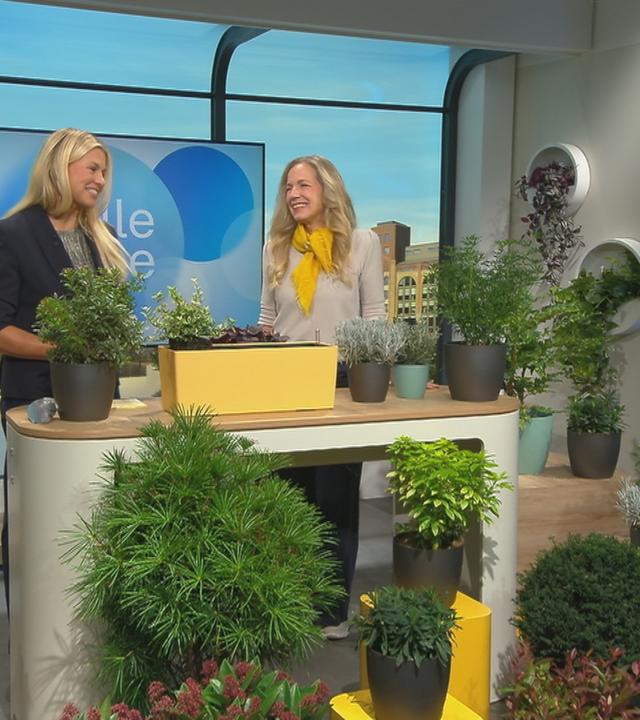 Immergrüne Pflanzen für die kalte Jahreszeit: Darüber sprechen Anja Koenzen und Nadine Krüger im "Volle Kanne"-Studio.