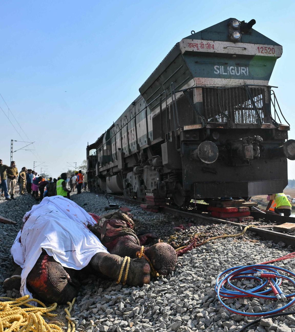 Sieben Elefanten sterben bei Zugunglücl in Indien