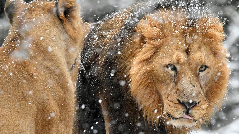 Indische Löwen im Schnee im Züricher Zoo in der Schweiz