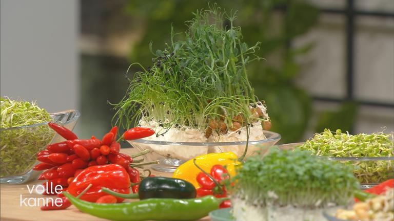 Sprossen, Kresse und Gemüse aus der eigenen Küche