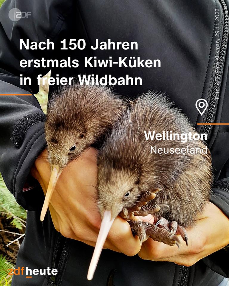 Infografik: Nach 150 Jahren erstmals Kiwi-Küken in freier Wildbahn.