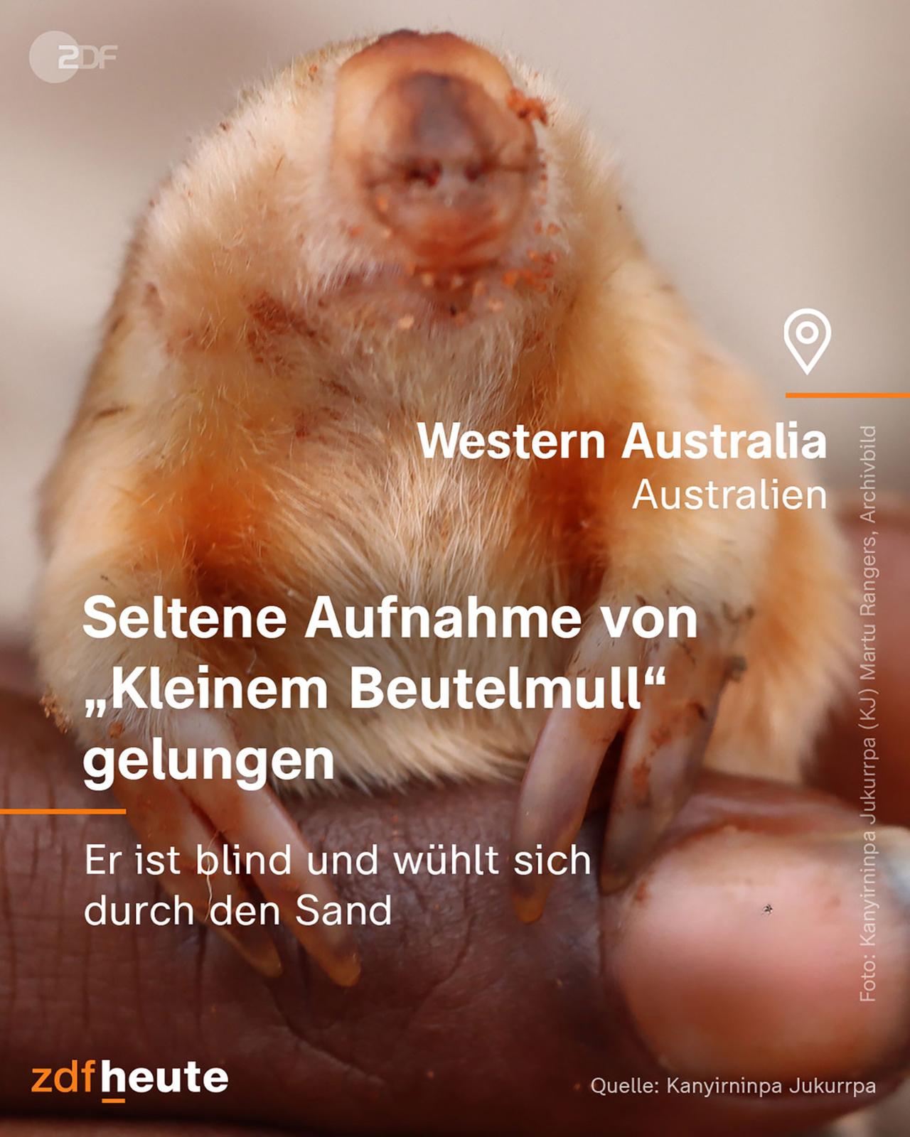 Infografik: Beutelmull