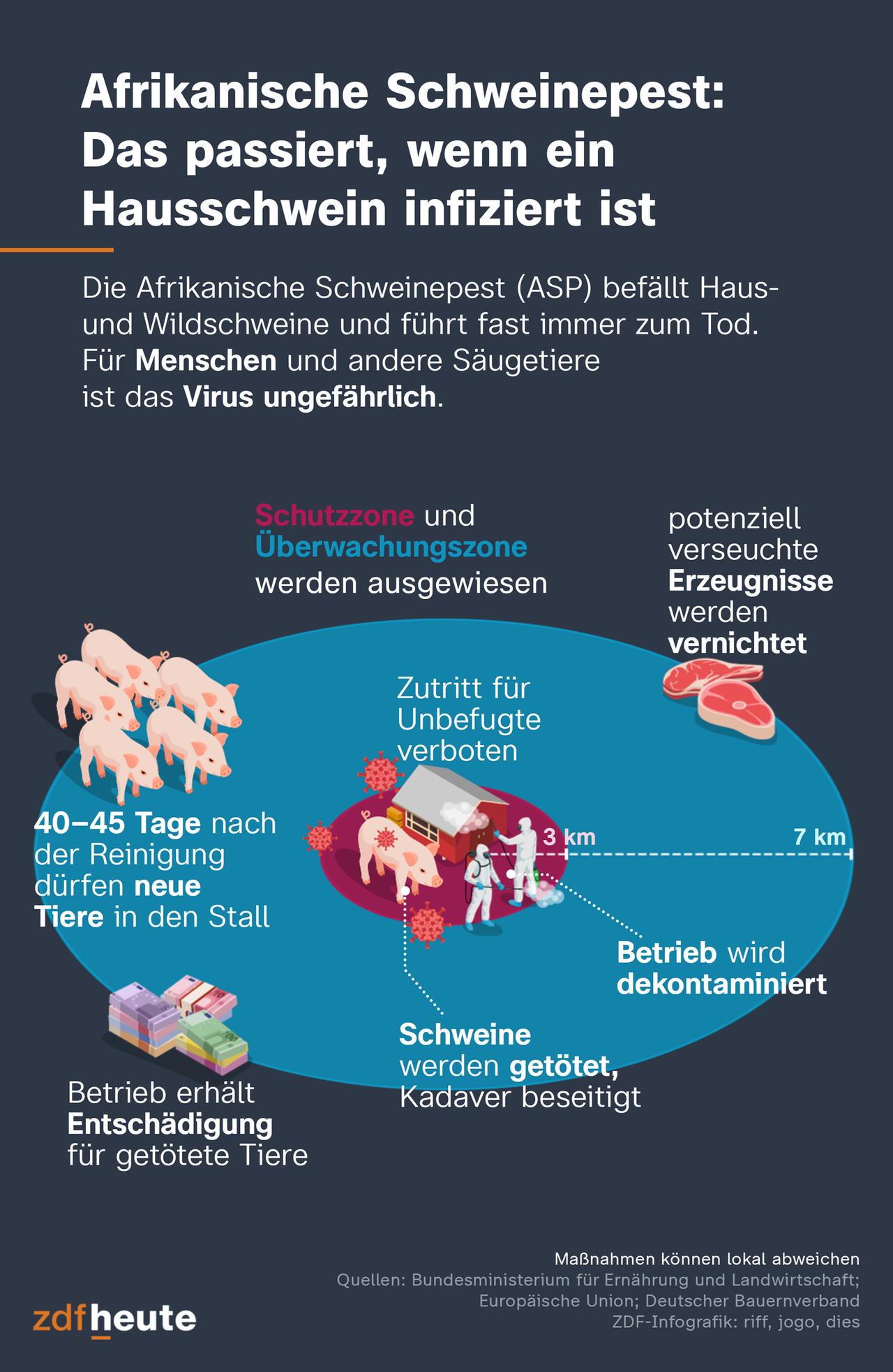 Die Afrikanische Schweinepest - kurz ASP - befällt Haus- und Wildschweine und führt fast immer zum Tod. Für Menschen uns andere Säugetiere ist das Virus ungefährlich. Die Infografik zeigt sie Schutzzone und Überwachungsszone die eingerichtet werden, wenn in einem Betrieb ASP positiv getestet wird. Alle Schweine werden getötet, Kadaver beseitigt, der Betrieb wird dekontaminiert und potentiell verseuchte Erzeugnisse werden vernichtet. Erst nach 40 bis 45 Tagen nach der Reinigung dürfen neue Tiere in den Stall.  