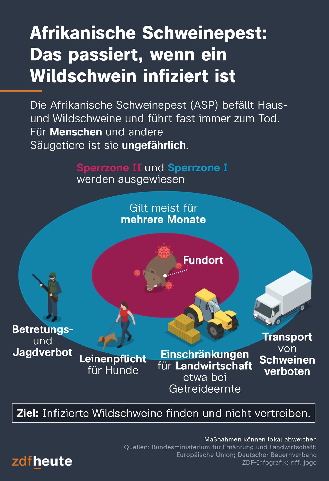 Die Infografik zeigt, was passiert, wenn ein Wildschwein positiv auf die Afrikanische Schweinepest getestet wird. Dafür werden zunächst Zonen rund um den Fundort des toten Wildschweins eingerichtet: gefährdetes Gebiet und Pufferzone mit jeweils 15 Kilometern. In diesen Gebieten ist oft ein Betretungs- und Jagdverbot, der Transport von Schweinen verboten, Hunde müssen angeleint werden und es kommt teilweise zur Einschränkung in der Landwirtschaft. Das Ziel: Infizierte Wildschweine finden und nicht vertreiben. 