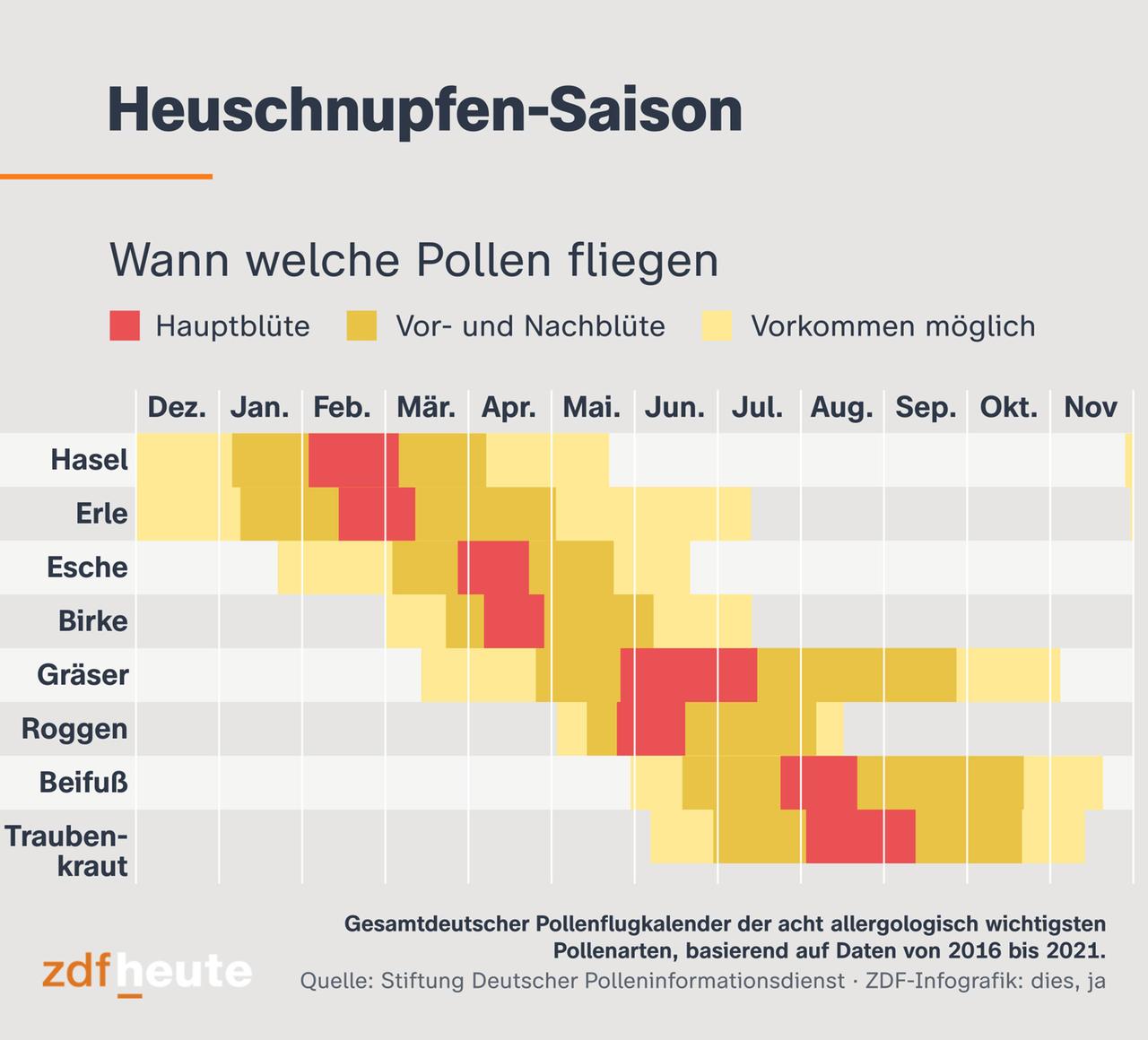 Die Infografik zeigt die Hauptblüte, Vor- und Nachblüte sowie das mögliche Vorkommen der acht allergologisch wichtigsten Pollenarten in Deutschland. Der Gesamtdeutsche Pollenflugkalender basiert auf Daten von 2016 bis 2021. Hasel-Pollen kann es von Ende November bis Ende Mai geben. Pollen der Erle von Dezember bis Anfang Juli. Pollen der Esche von Ende Januar bis Mitte Juni. Birkenpollen von März bis Mitte Juli. Gräserpollen von Mitte März bis Anfang November. Roggenpollen von Mai bis Mitte August. Beifußpollen von Ende Mai bis Mitte November und Pollen des Traubenkraut (auch Ambrosia genannt) von Anfang Juni bis Mitte November. Quelle der Infografik ist die Stiftung Deutscher Polleninformationsdienst.
