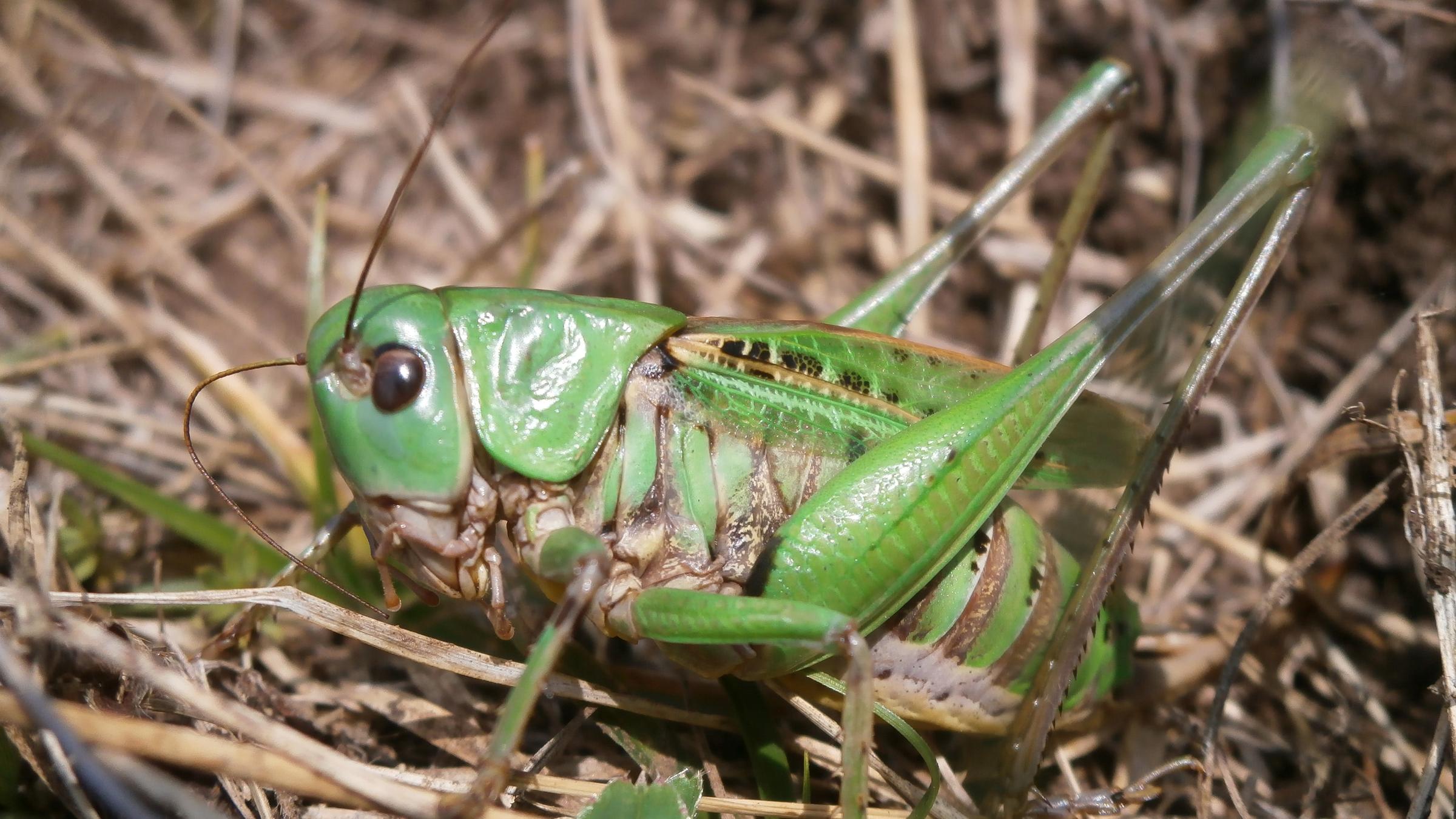 Der Warzenbeißer, eine grüne Heuschrecke mit langen Fühlern, hält sich im Unterholz auf.