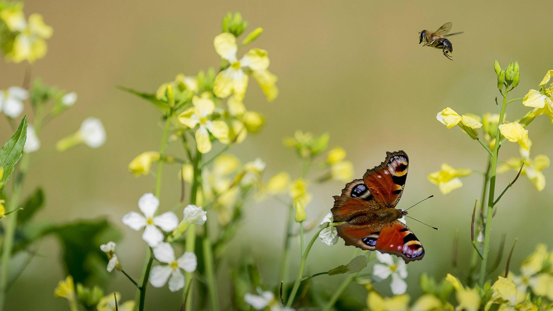 Pfauenauge und Bienen auf einer Blumenwiese