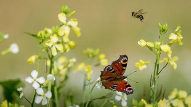 Pfauenauge und Bienen auf einer Blumenwiese